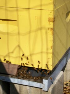 Stirrings of Spring, Tree Id Walk with Treekeepers, and updates from the Beekeepers