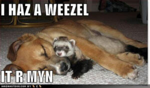 Urban Farming: nanny state blues and a new pupdate