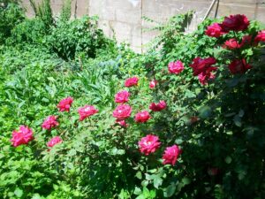 garden of eden… growing beauty in the blight