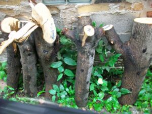 URBAN FARM: Look Sharp- machetes and mushroom logs, People and Folk