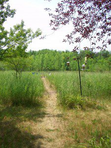 100_4231 A well-worn pathway through an open field on a farm leads to a trail in the woods.