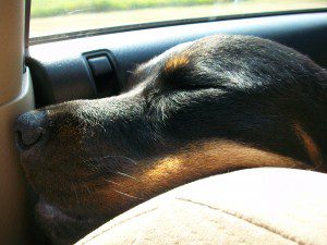 100_4237 A very tired rottweiler sleeps in a car after a camping trip.