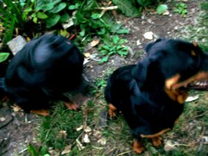 two rottweilers on a playdate