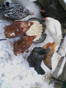 Urban Farm/Home Improvement: snow day!