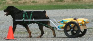 A rottweiler pulls a dog cart loaded with two bags of kibble.