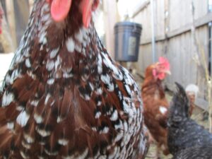 CHICKENS/HOME: dead air