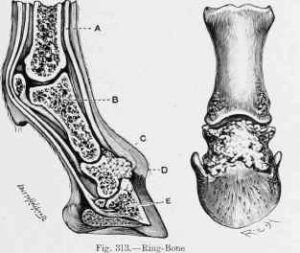 Of weasels and rings