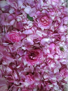 GARDEN: Mme. Pierre Oger Rose