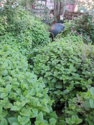 GARDEN: funky farm
