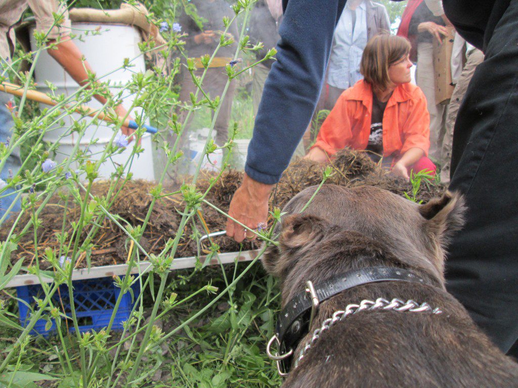 China looks on intently... is it future fungi she sees, or just the steaming pile of straw, goat and chicken poo?  Two guesses.  Nance Klehm in the background... 