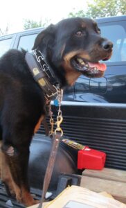 goodnight, sweet wooskie