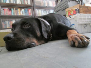 Zeus! (a tale of a tail-less new dog)