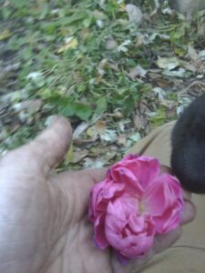 stop and smell the roses