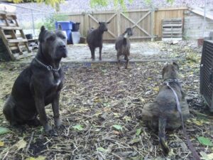 west side pet sitting