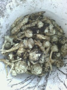 URBAN FARM: Winter roots and roses