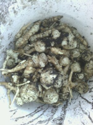 URBAN FARM: Winter roots and roses