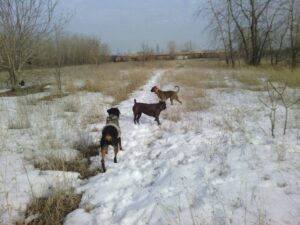 HIKE: canine parkour and the old man jogging club