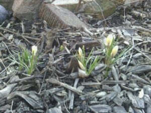 GARDEN: Springy!
