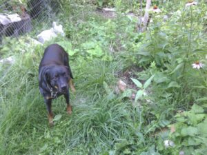 GARDEN: zeus is five. garden’s alive.