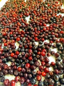 FORAGE: Serviceberries, Saskatoon, Shadberry…