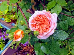 GARDEN: Alchymist Climbing Rose will Cast a Spell in Your Cottage Garden