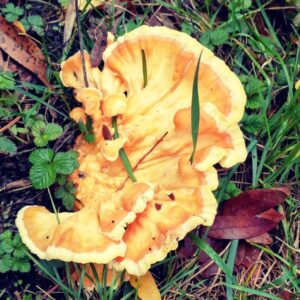 FORAGE: Chicken of the woods and other fun goods