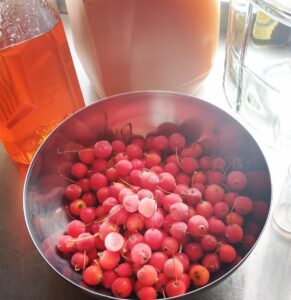 Ingredients for crabapple hard cyser: a gallon jug of fresh pressed apple cider, honey, and a bowl of frozen red crabapples