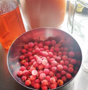 BREW: Crabby Apple Cyser Homemade Hard Cider