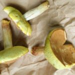 chestnut bolete mushrooms on a brown paper bag.