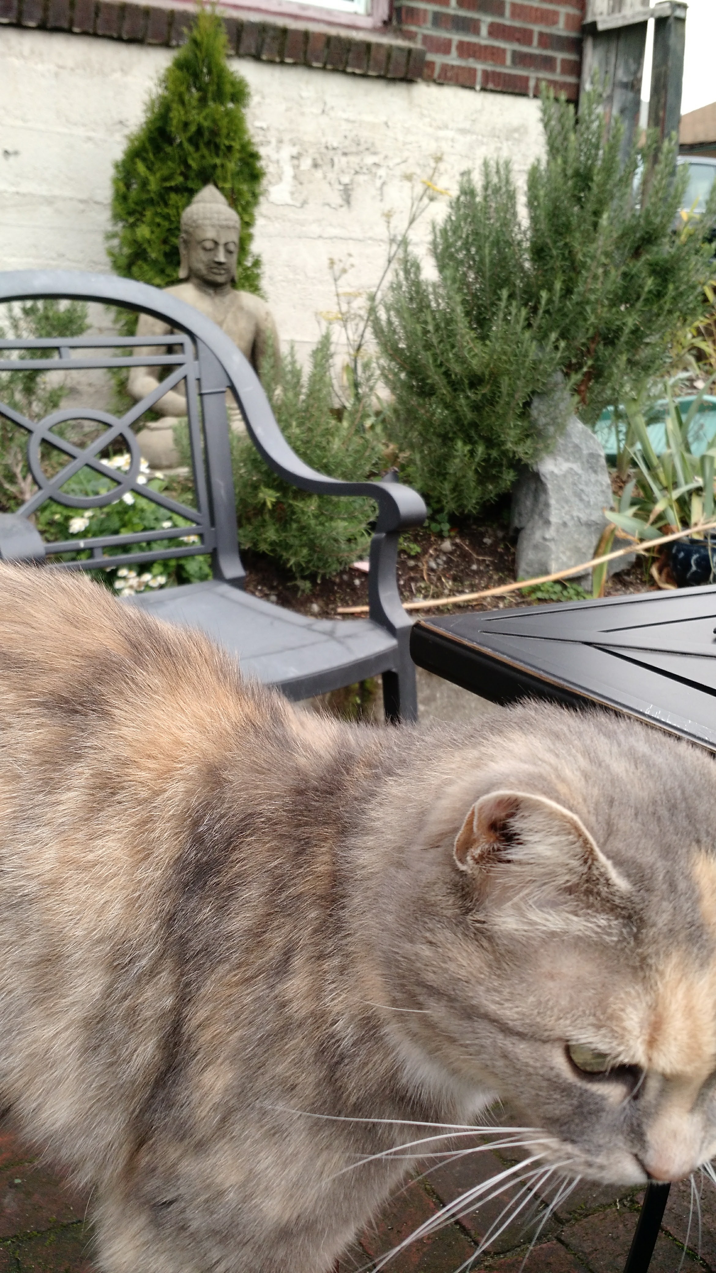 a cat on an outdoor patio table at a cafe