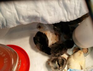 chicken brooder with mason jar font waterer and baby chicks