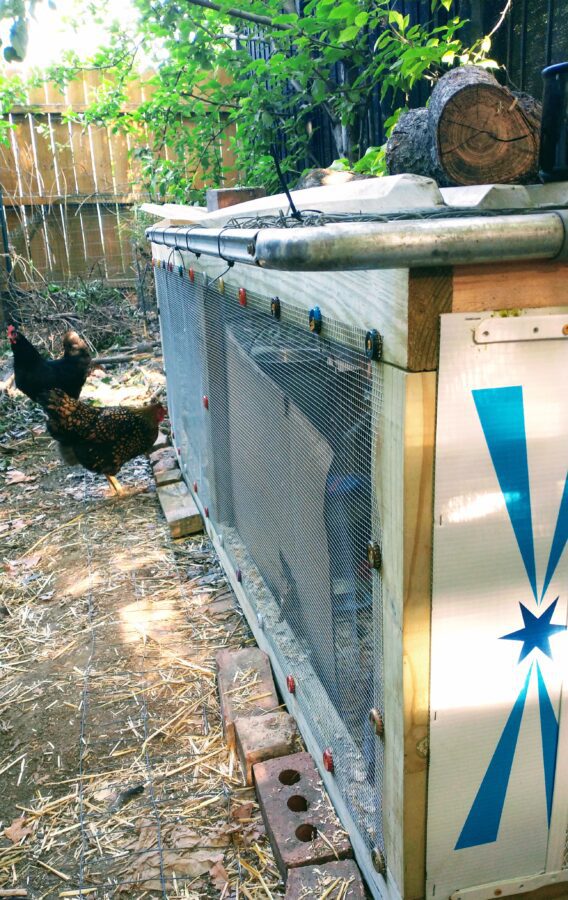 side view of the completed "good enough" chicken coop brooder and grow out pen. Two mature chickens are outside in the chicken run looking at the pullets inside the new pen.