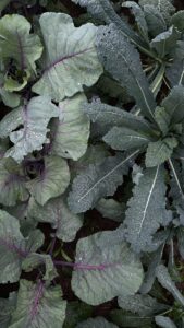 red russian and lacinato kale plants growing in a garden, covered in dew or fresh raindrops