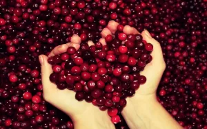 two cupped hands hold fresh cranberries, that form a heart shape in the center of the photo against a backdrop of more fresh cranberries