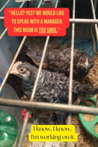 two young chickens in a small brooder look up through a wire lid. text reads, "Hello? yes? we would like to speak with a manager, this room is too smol". "I know, I know, I'm working on it."