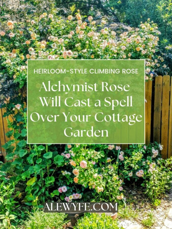 Title page image with a large Alchymist climbing rose growing against a fence with hollyhocks and a smaller shrub rose in the foreground. Text reads, "Heirloom-style climbing rose. Alchymist Rose will cast a spell over your cottage garden"