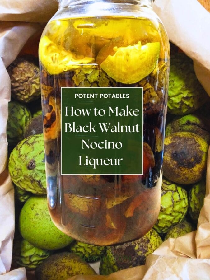 Title image for post... a jar of sliced green walnuts infusing in alcohol over a background of a bag of unripe black walnuts. text reads: potent potables, how to make black walnut nocino liqueur. alewyfe.com)