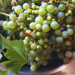 freshly picked green grape clusters in a bowl ready to make grape juice