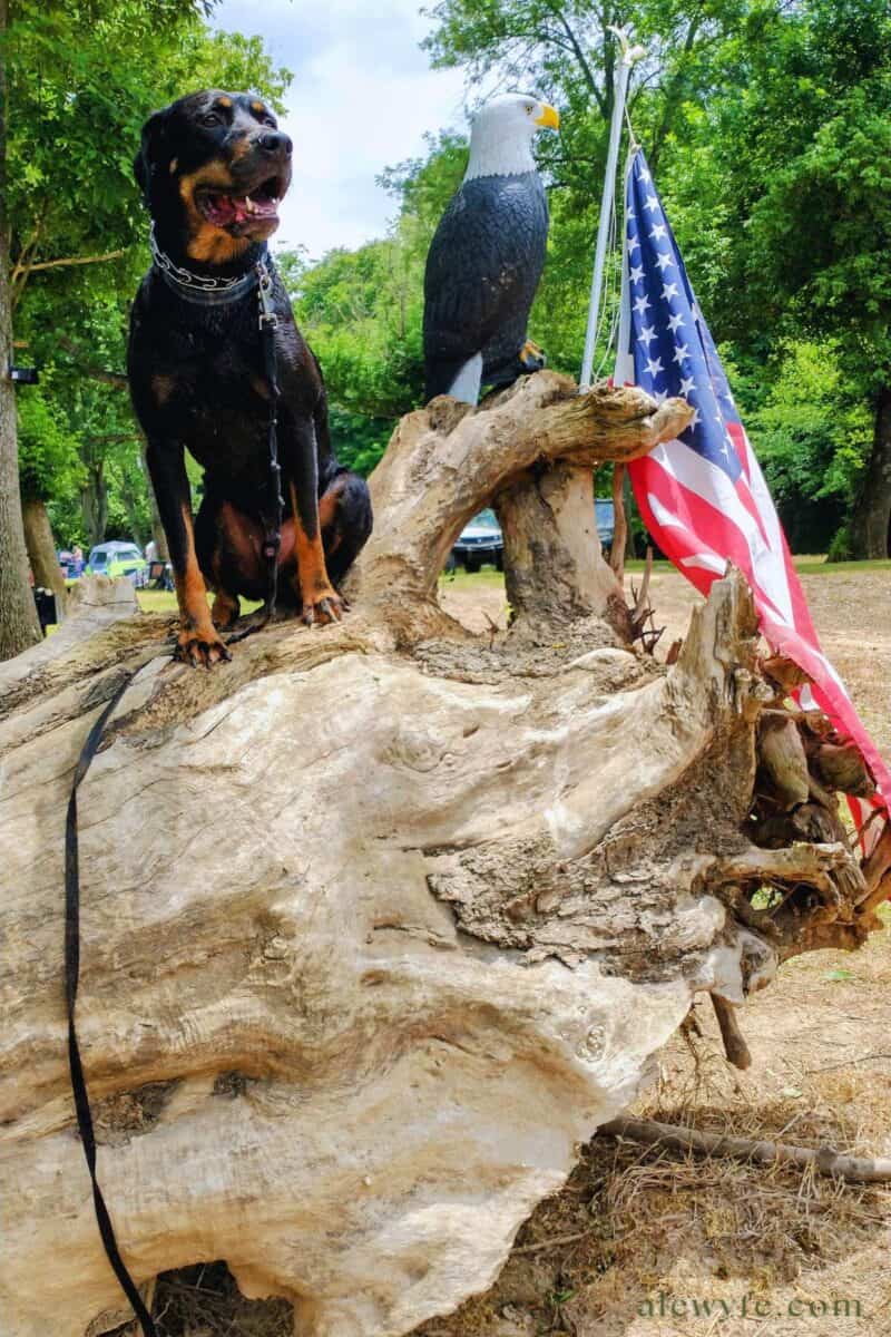 a black and tan catahoula dog sits on a large gnarled piece of driftwood. He's next to a plastic bald eagle and an american flag. There are green trees in the background.