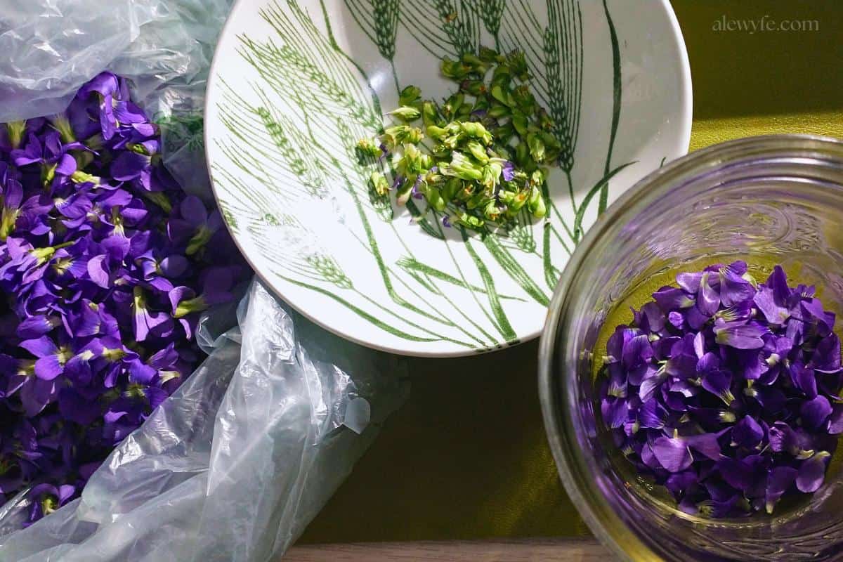creme de violette liqueur floral cordial ingredients. Photo shows three containers with whole violet flowers, the removed green calyx parts, and the petals for infusion.