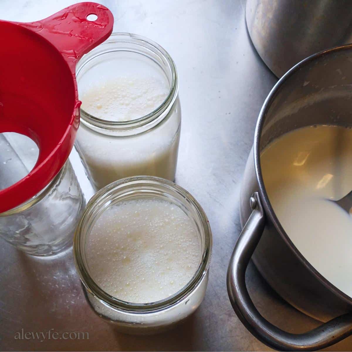 a pot of milk and mason jars filled with milk and yogurt cultures, ready to incubate and make homemade yogurt.