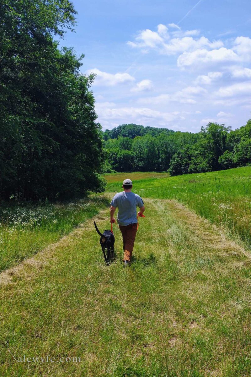 a man and a black and tan catahoula dog walk on a mown path in a green field surrounded by trees.