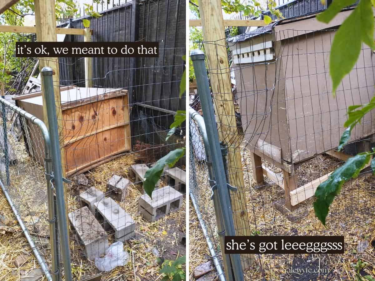 progress photos of chicken coop rebuild, showing the coop on it's side, and then with stilt legs added to the bottom to raise it and create space underneath.
