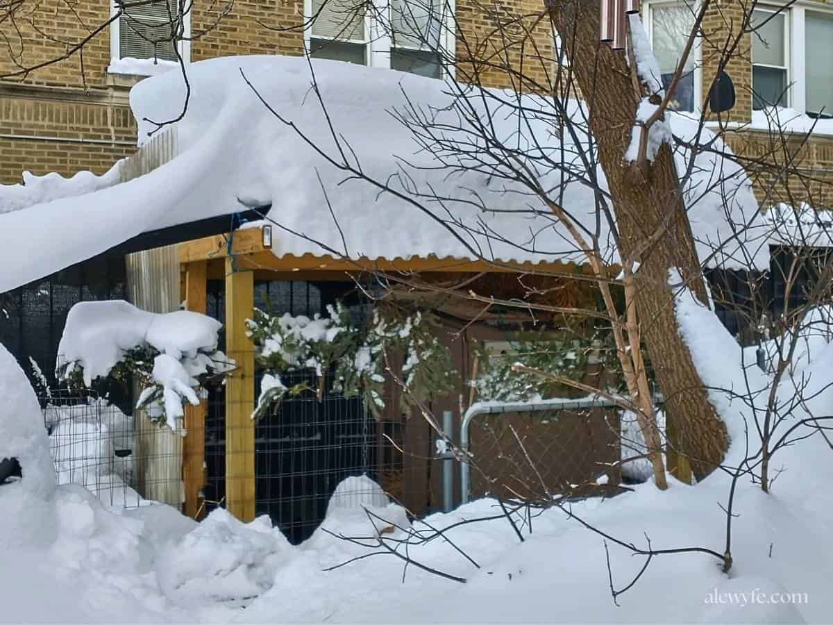 the new chicken coop covered run with the roof under several feet of snow.