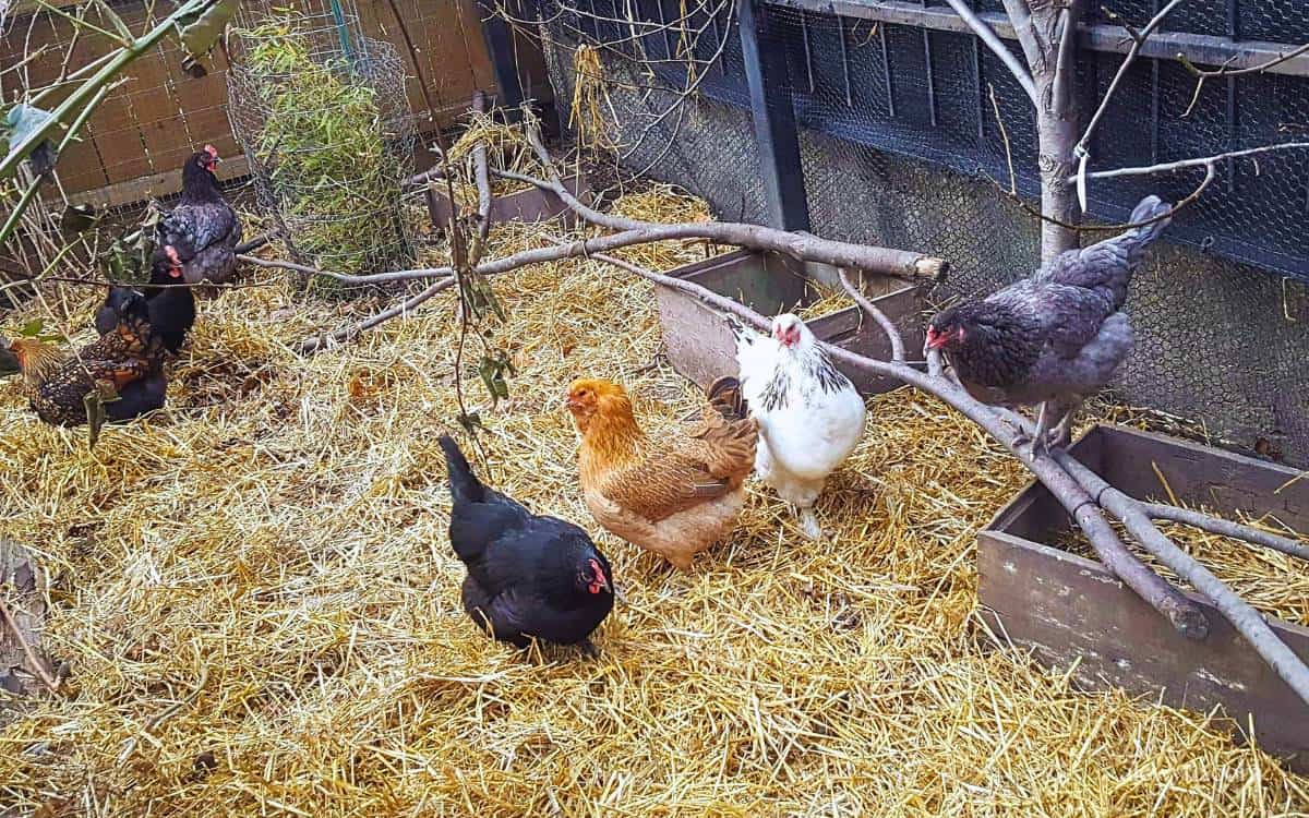 Happy, healthy chickens scratching in straw in a backyard chicken coop.