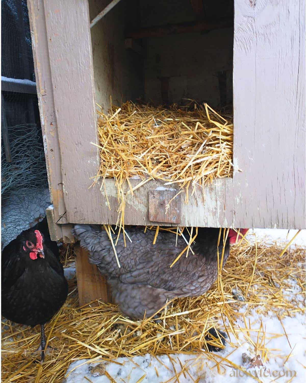 two chickens standing under the new elevated coop, filled with straw sheltered from the snow.
