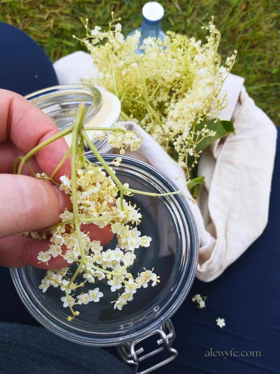 plucking the flower heads by hand from a cluster of elderflowers into a jar. A canvas shopping bag filled with more elderflowers is in the background. 