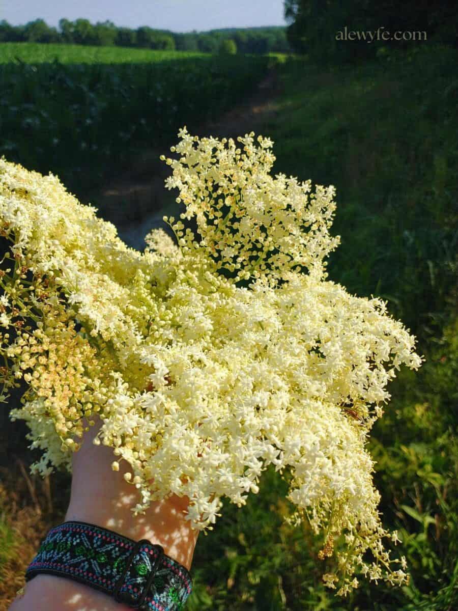 a fistful of yellow-white elderflower clusters held against a backdrop of farm fields.