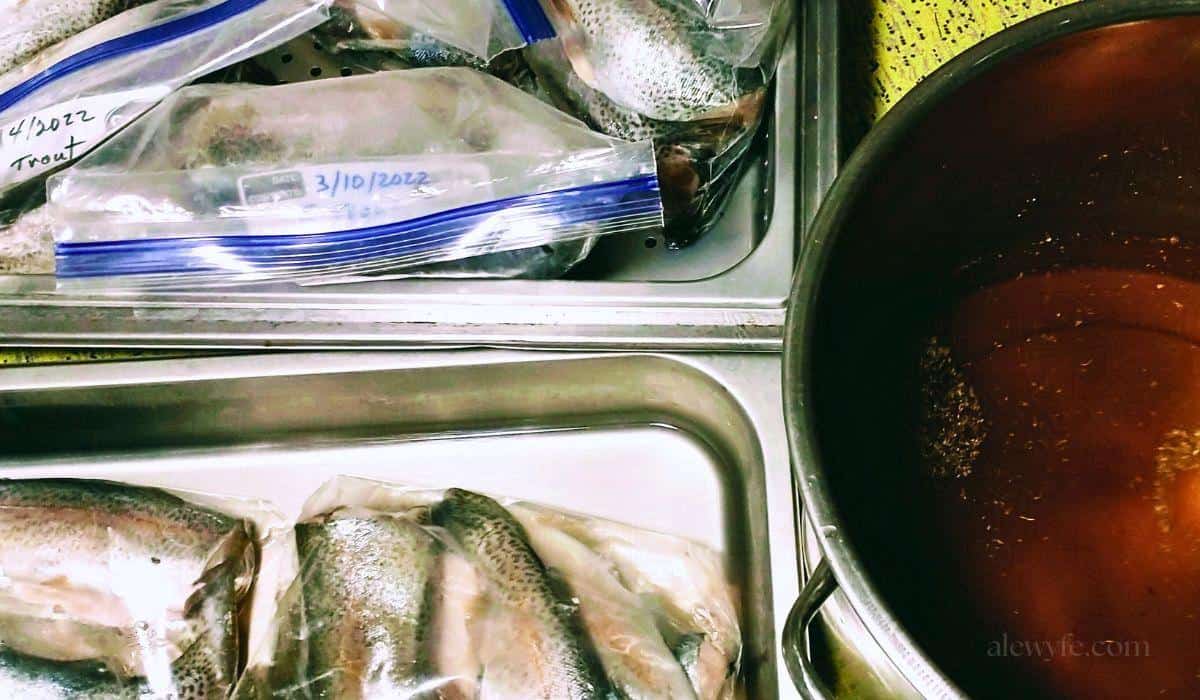 thawing cleaned and frozen rainbow trout ready to filet and brine before smoking.