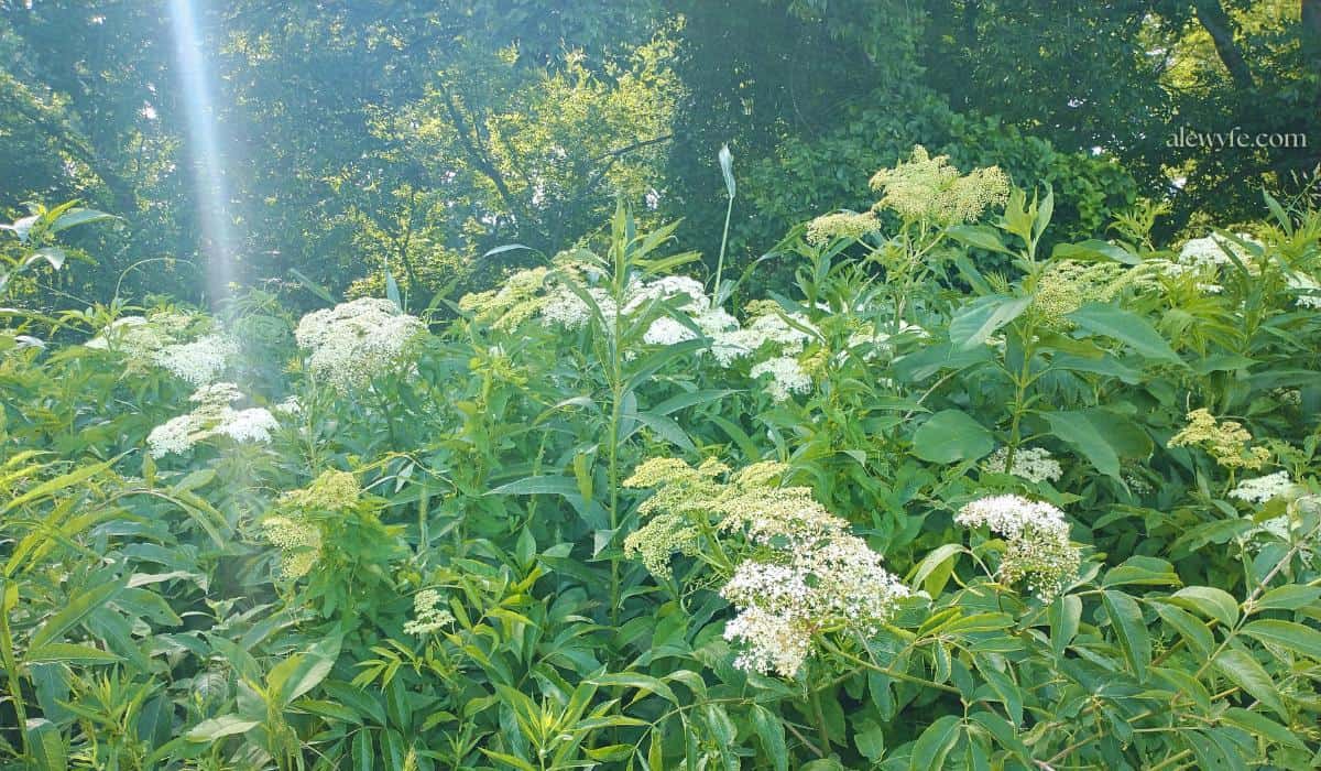 a field of wild elderflowers growing at the edge of a tree-lined bank, with a sunbeam shining down on them.
